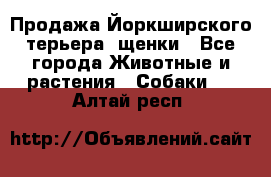 Продажа Йоркширского терьера, щенки - Все города Животные и растения » Собаки   . Алтай респ.